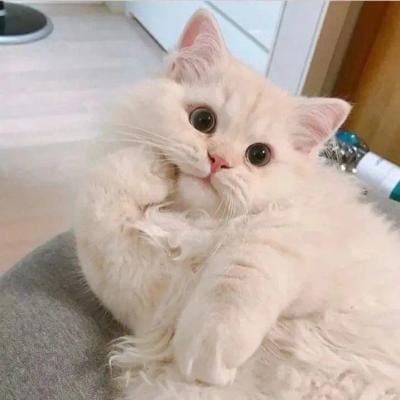 Oei Tjie avatar